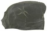 Ordovician Brittle Star (Ophiura) - Morocco #329140-1